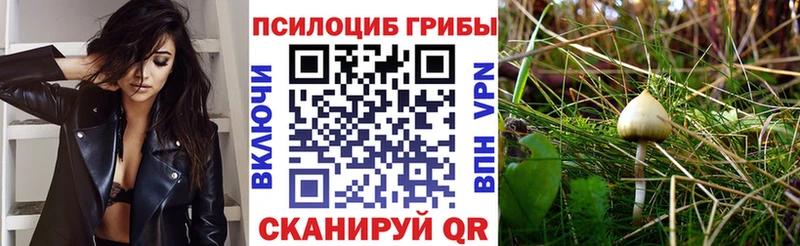 Псилоцибиновые грибы Cubensis  кракен как войти  Новый Уренгой 
